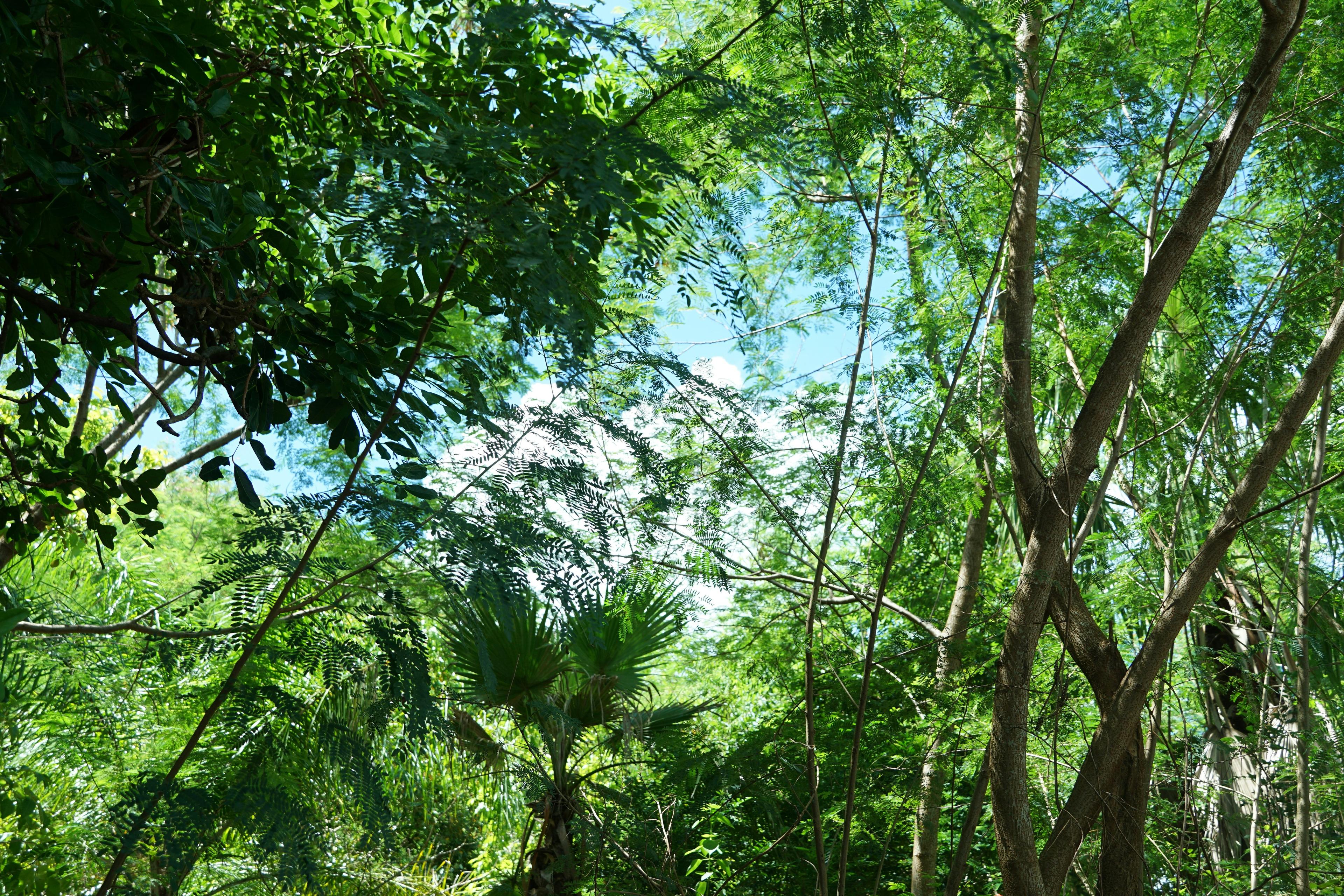 A road cutting through a dense, green forest.